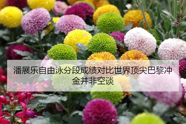 潘展乐自由泳分段成绩对比世界顶尖巴黎冲金并非空谈